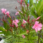 Oleander obyčajný (Nerium oleander) ružový - výška 170-200 cm, kont. C45L (-10/-12°C) NA KMIENKU